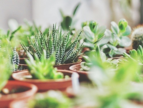 Benefits of buying Succulents online