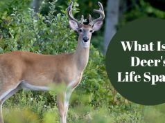 What is a Deer's Life Span