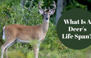 What is a Deer's Life Span