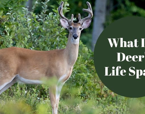 What is a Deer's Life Span