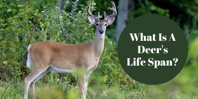 What is a Deer's Life Span