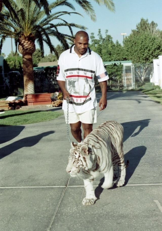 What Happened To Mike Tyson'S Tiger?